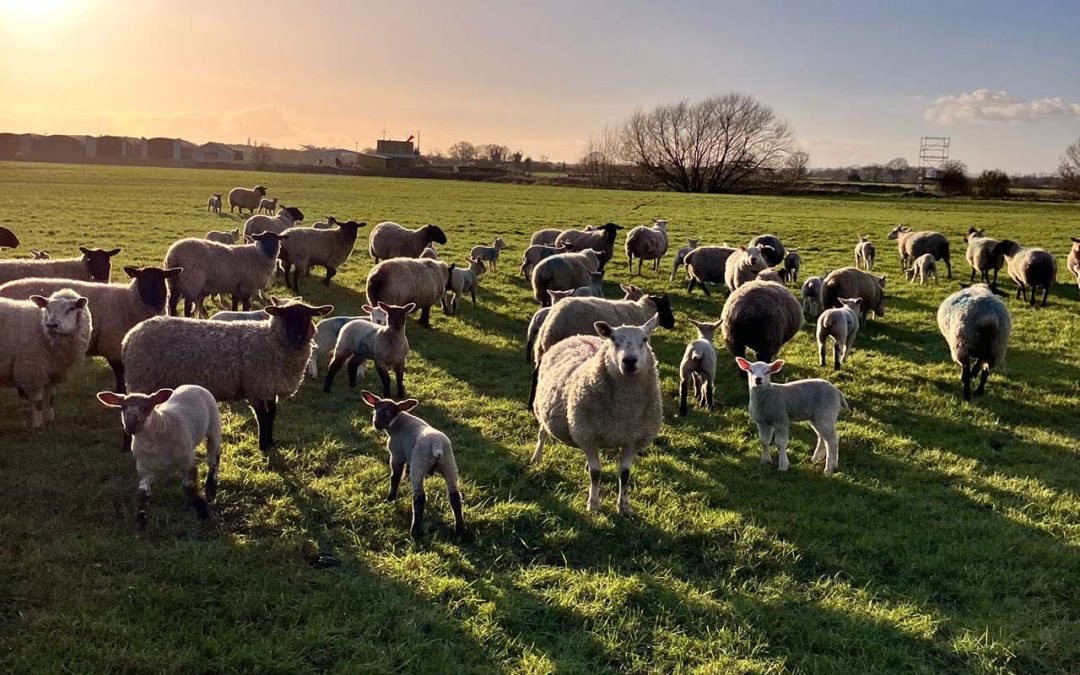 Schmallenberg virus (SBV) farmer survey