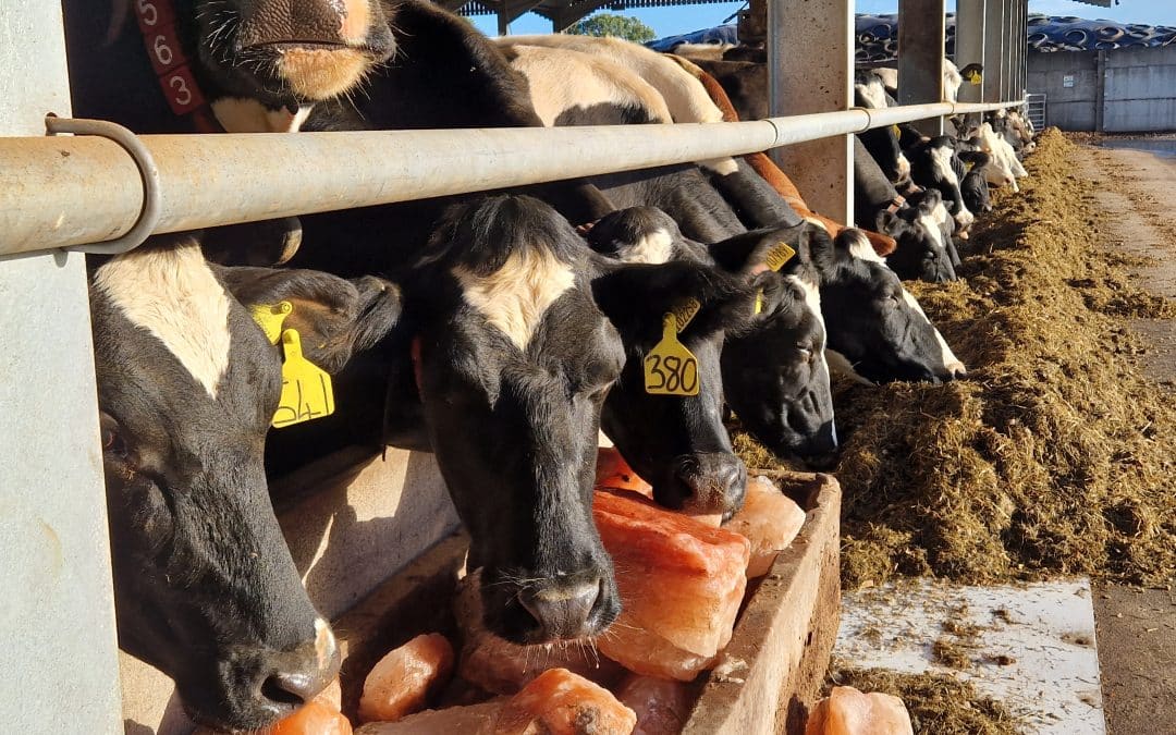 Calf Pneumonia Meeting- Wrap Up!
