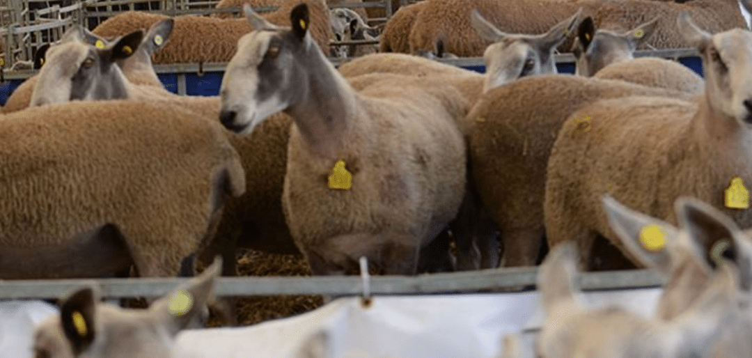 NSA Builth Tup Sale 2025: Record Prices, Strong Demand, and a Fantastic Day for the Industry