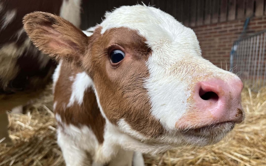 7 Powerful Insights into Humane Disbudding & Castration in UK Livestock Farming