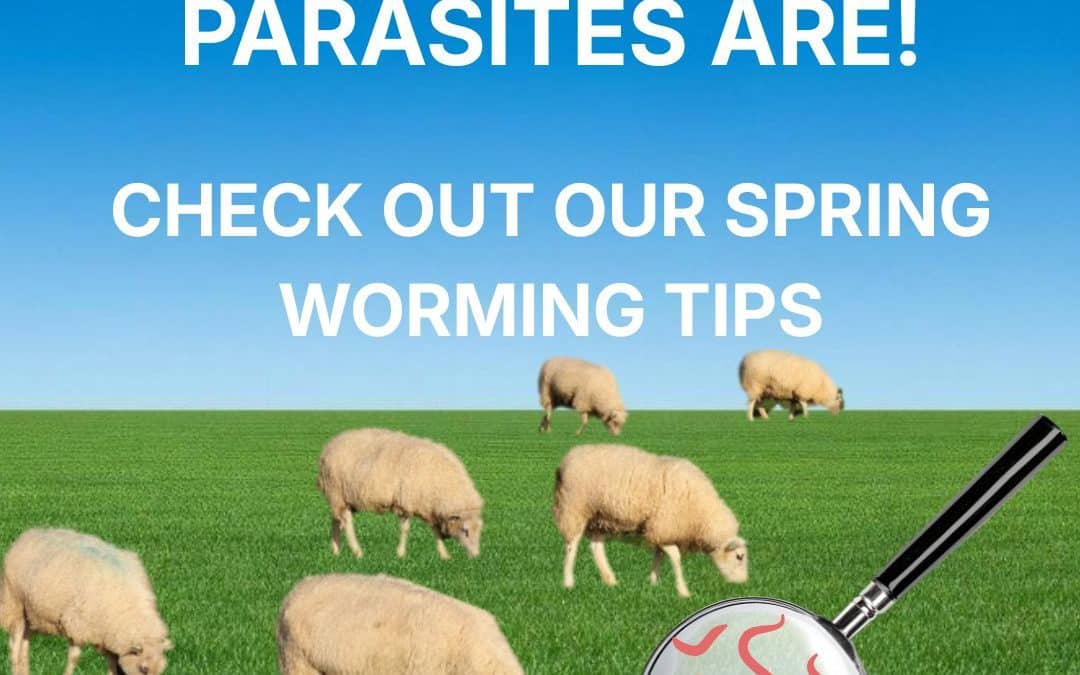 5 Key Considerations For Your Spring Parasite Control: Plan Ahead for a Healthy Grazing Season
