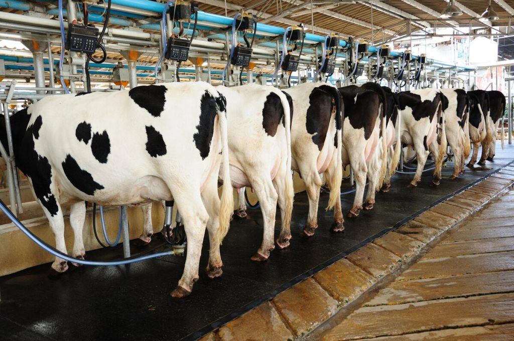 mastitis