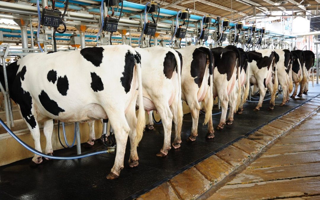 Why Spring Mastitis Is So Common: 5 Key Causes and 5 Practical Solutions 