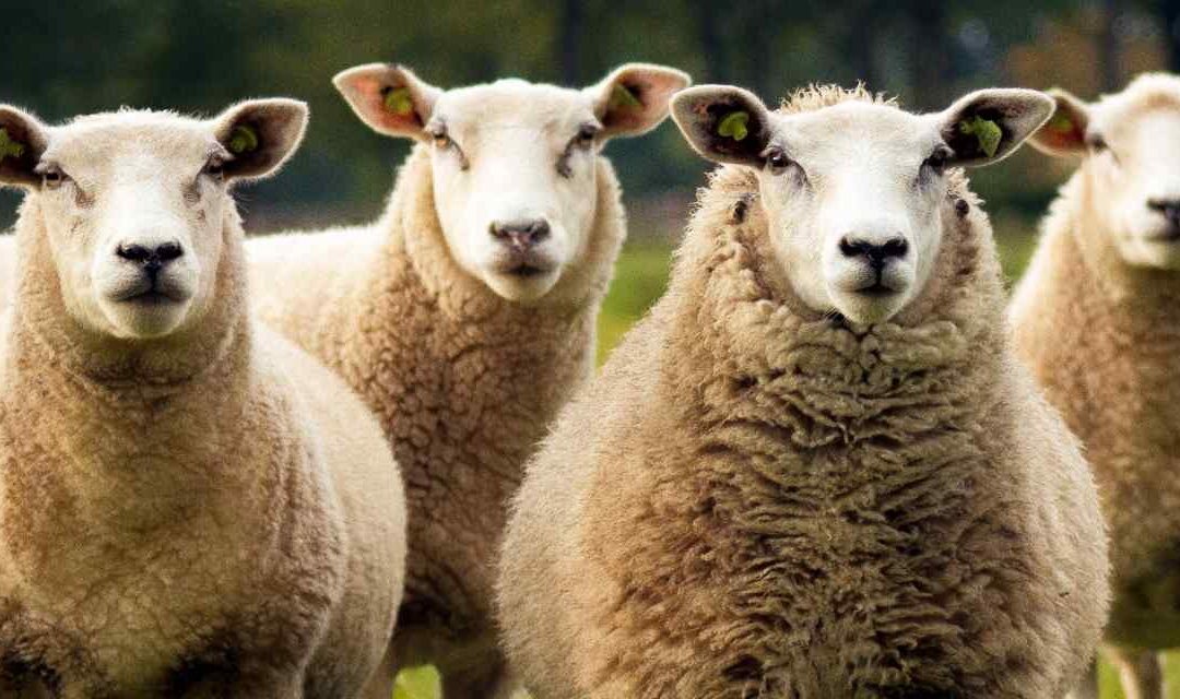 Bluetongue Update: What UK Livestock Farmers Need to Know Ahead of the 2026 Midge Season